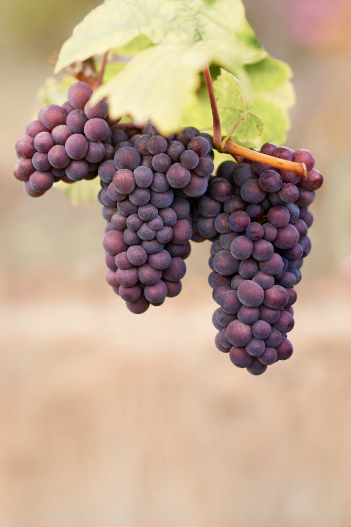 napa valley wedding day details