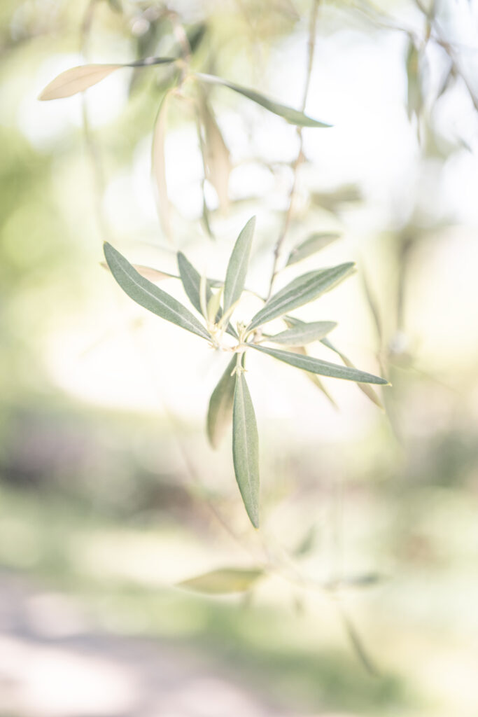 napa valley wedding day details